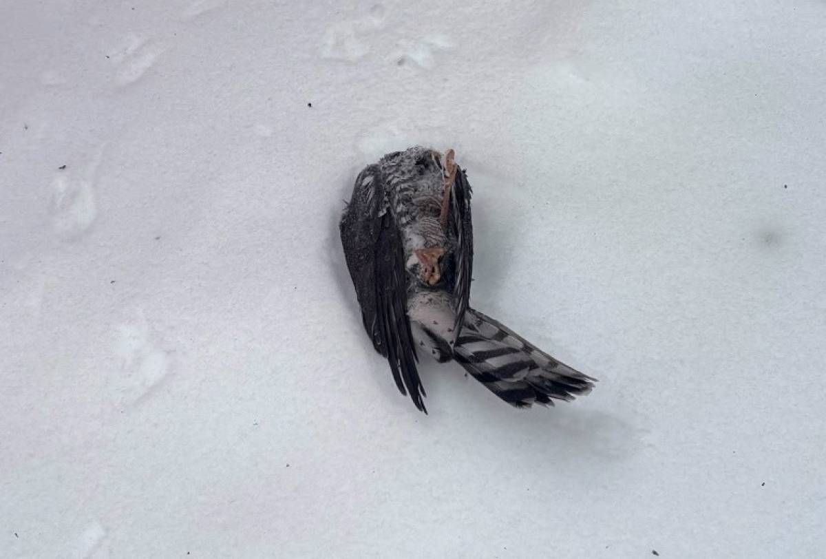 Неизвестный мужчина подбросил на Соколиный двор мёртвого ястреба