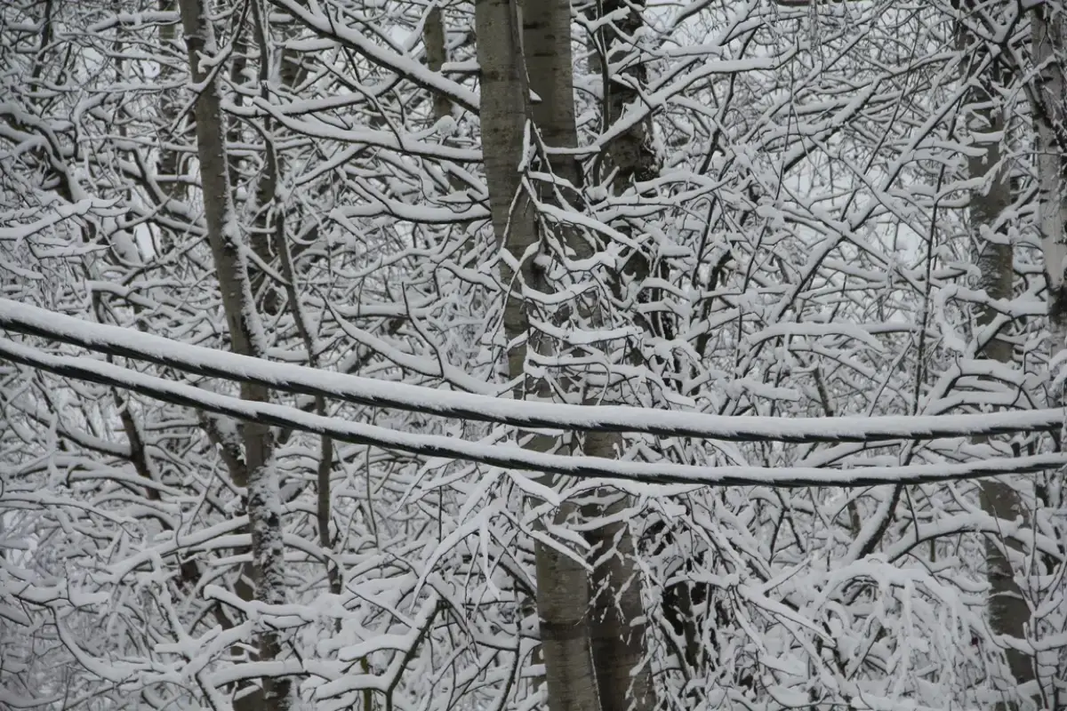Новгородские энергетики устранили разрушительные последствия январского циклона
