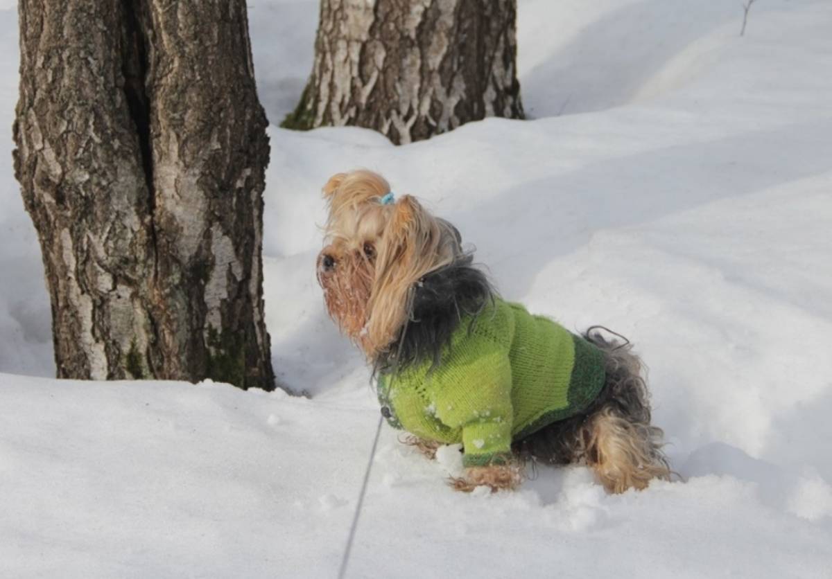А мы будем ответственными хозяевами. Фото Ольги Лавровой