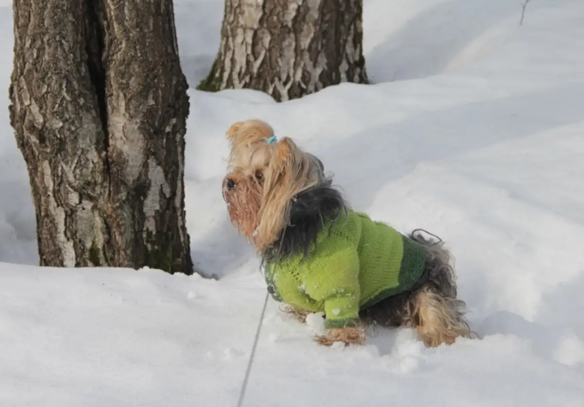 117 владельцев собак были наказаны на Новгородчине в 2025 году