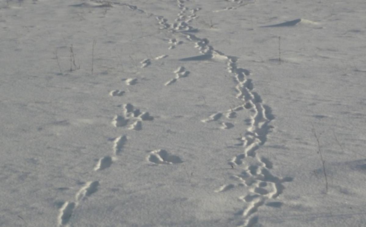 Фото комитета охотничьего хозяйства и рыболовства