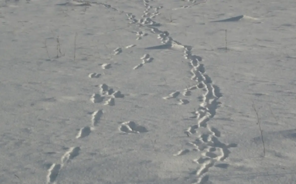 В Новгородской области проходит зимняя «перепись» диких животных