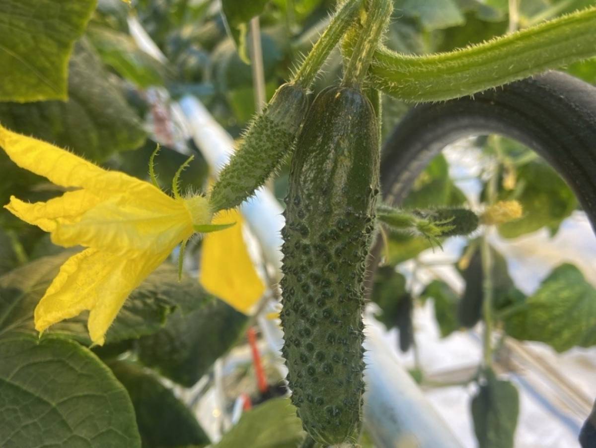 Январские огурцы и помидоры зреют в теплицах Новгородского округа