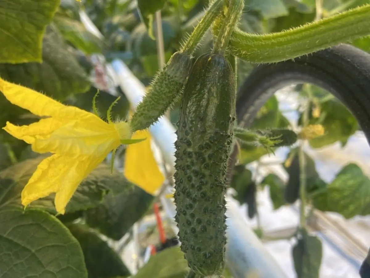 Январские огурцы и помидоры зреют в теплицах Новгородского округа