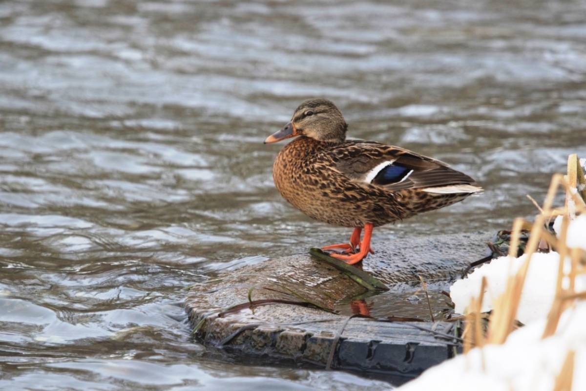 Акция «Серая шейка-2026» и конкурс «Утиное селфи» ждут любителей природы