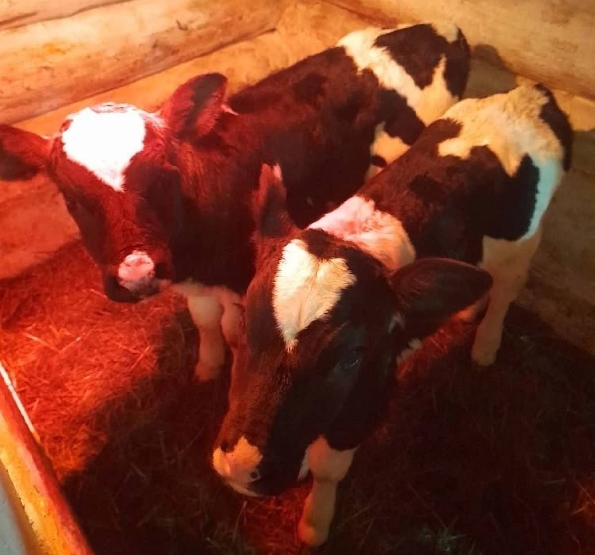 В Чудовском округе бурёнка порадовала хозяев рождением очаровательной двойни