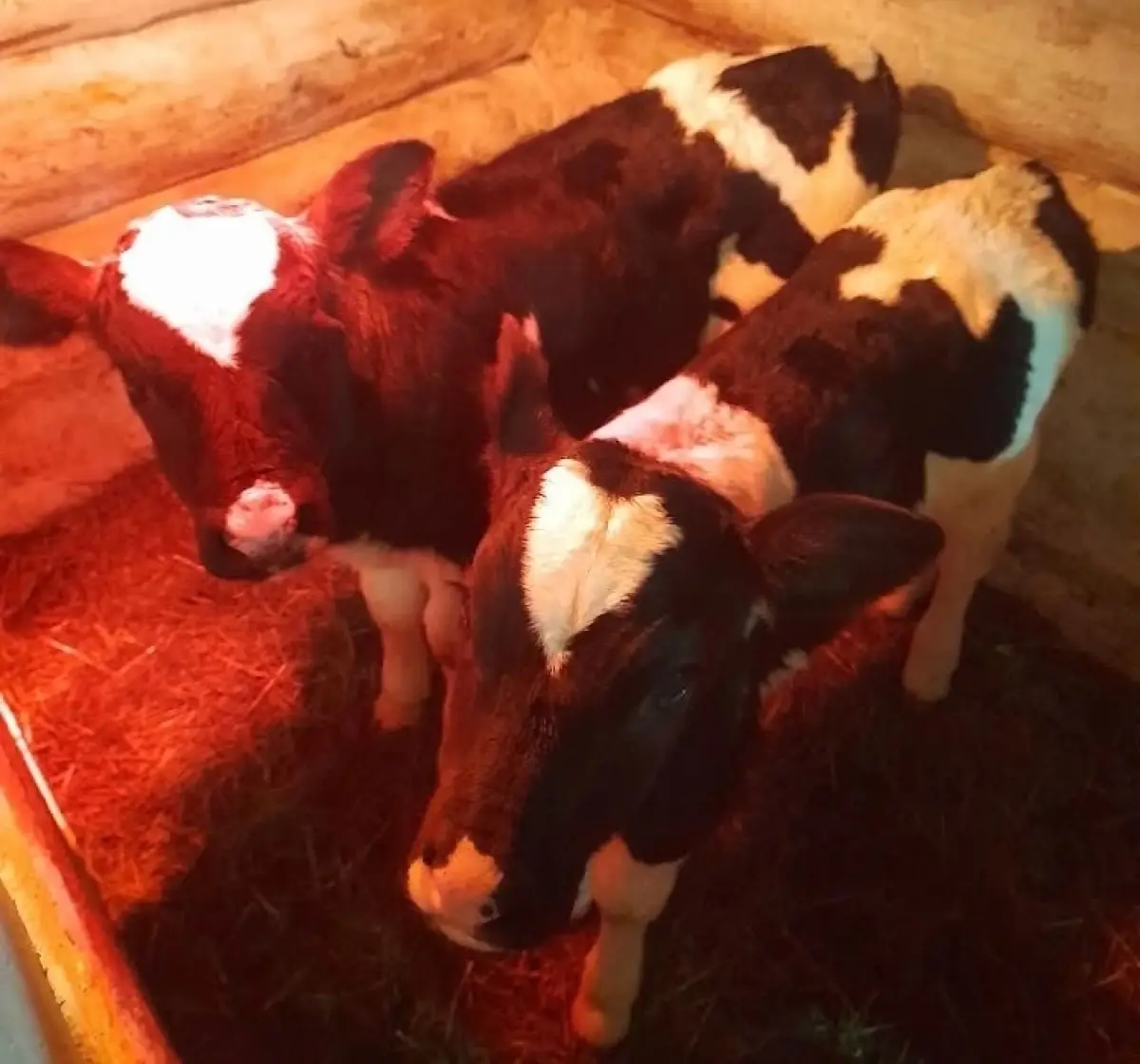 В Чудовском округе бурёнка порадовала хозяев рождением очаровательной двойни