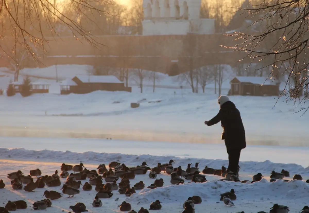 1719 уток насчитали в Великом Новгороде, Старой Руссе и Окуловке