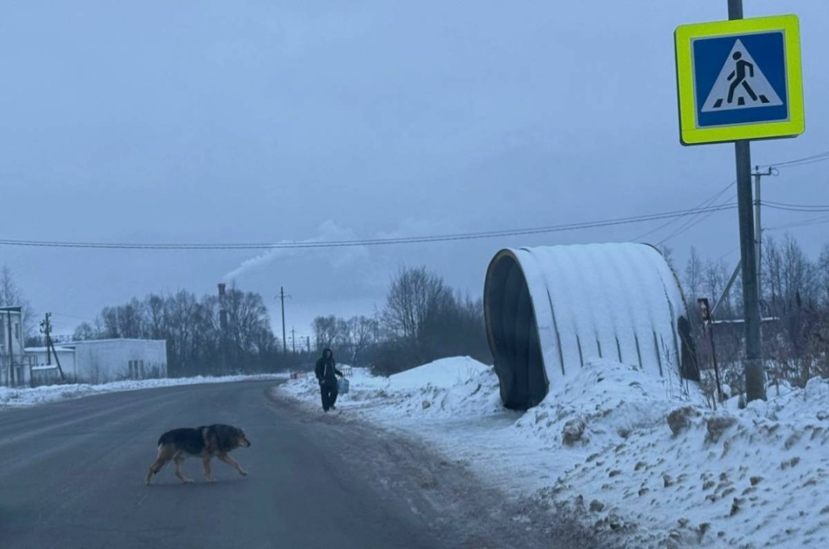 В Новгородском округе собака показала пример пешеходам
