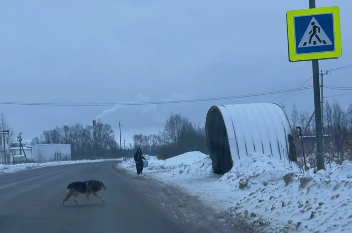 В Новгородском округе собака показала пример пешеходам