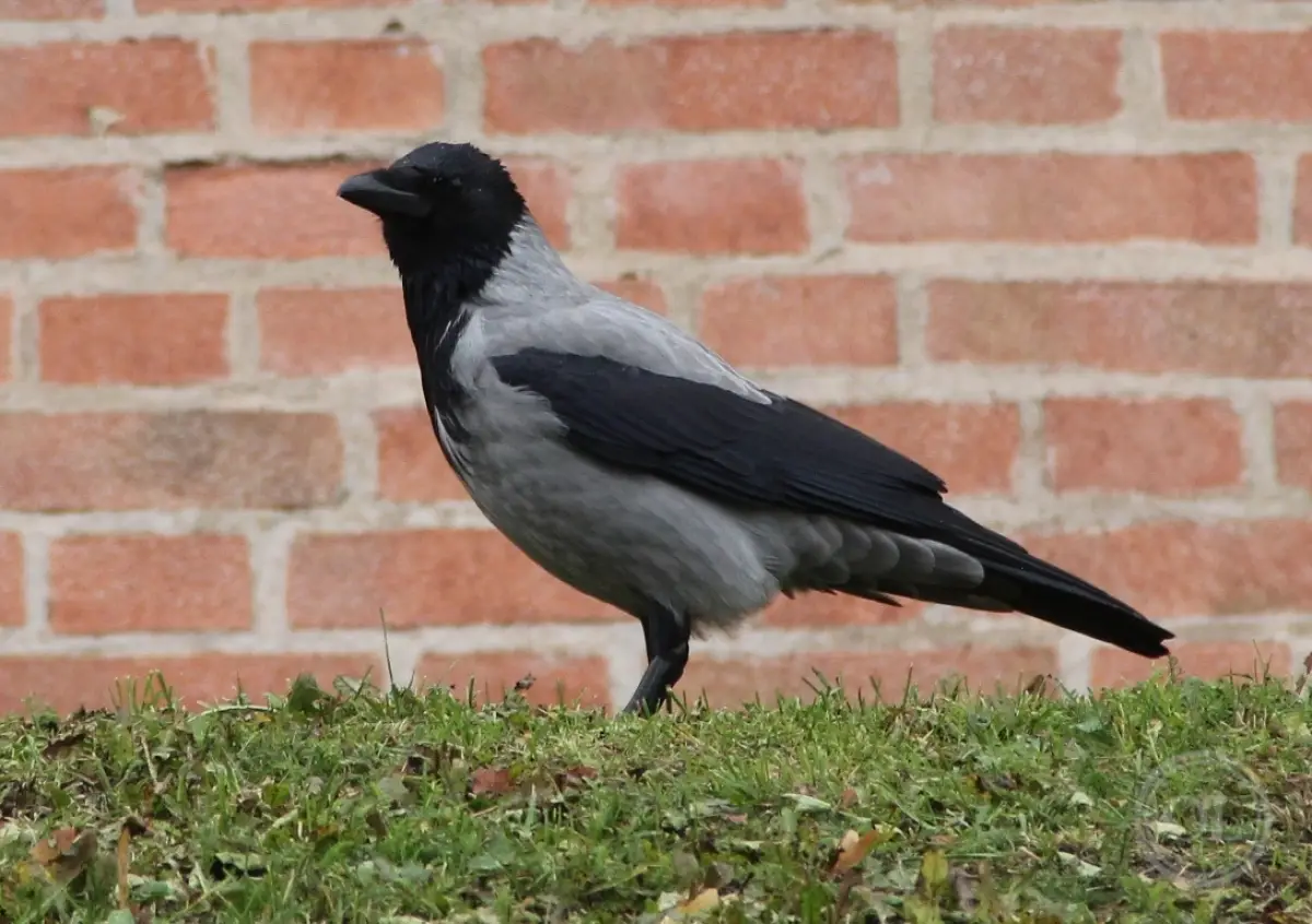 Эксперт рассказал археологам о птицах средневекового Новгорода