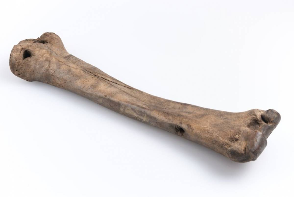 Жители Древнего Новгорода и Старой Руссы любили кататься на костяных коньках