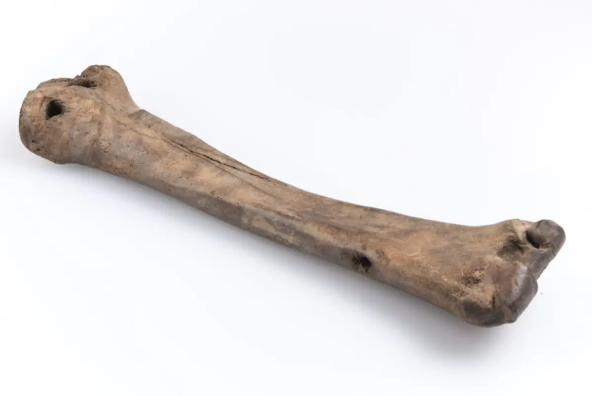 Жители Древнего Новгорода любили кататься на костяных коньках