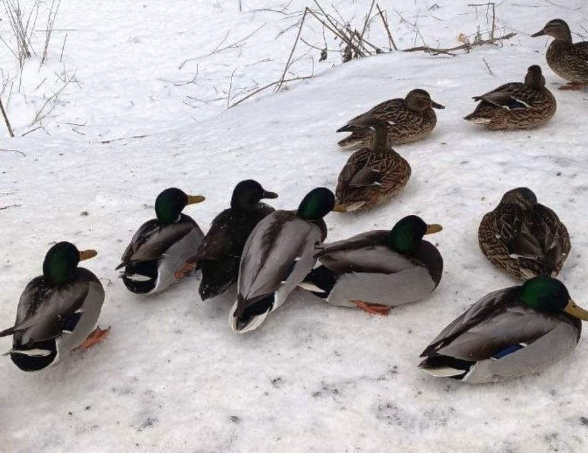 Фото комитета охотничьего хозяйства и рыболовства Новгородской области