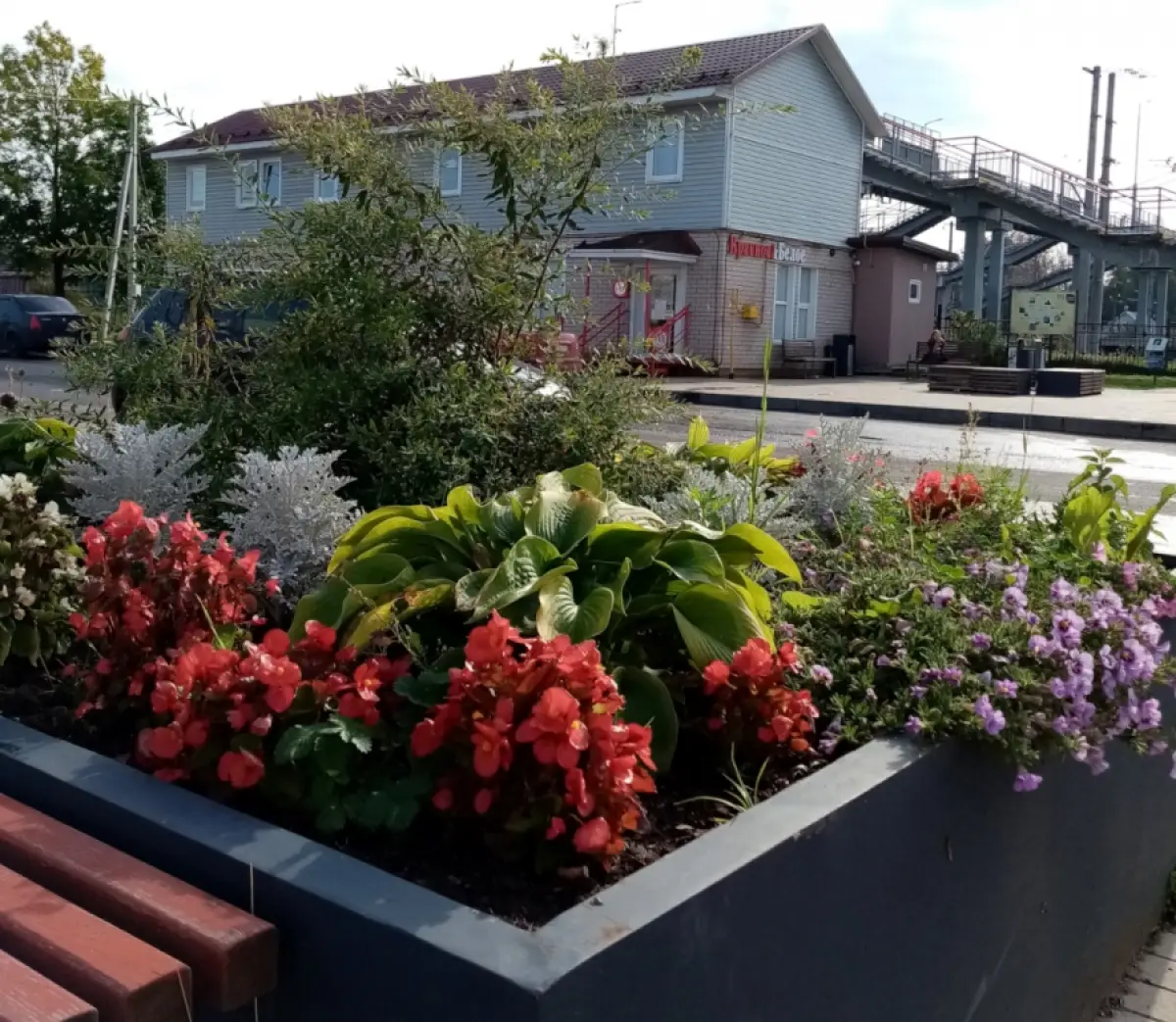 Цветовод Татьяна Гринберг вновь готовится бесплатно украсить Окуловку