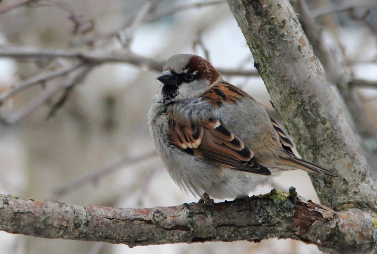 На днях стартует Всероссийская перепись воробьёв