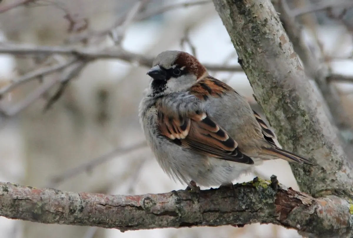 На днях стартует Всероссийская перепись воробьёв