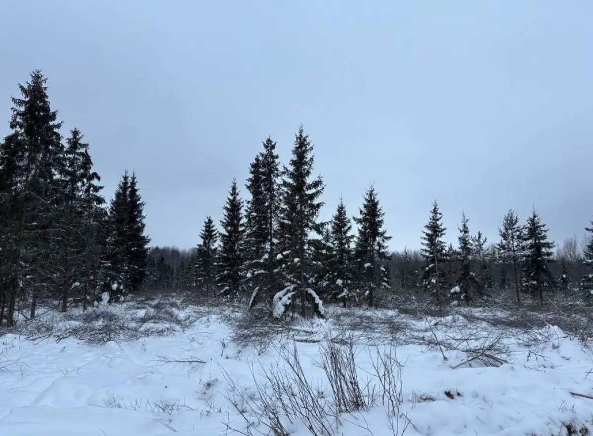 Клонированные ели помогут восстановлению новгородских лесов
