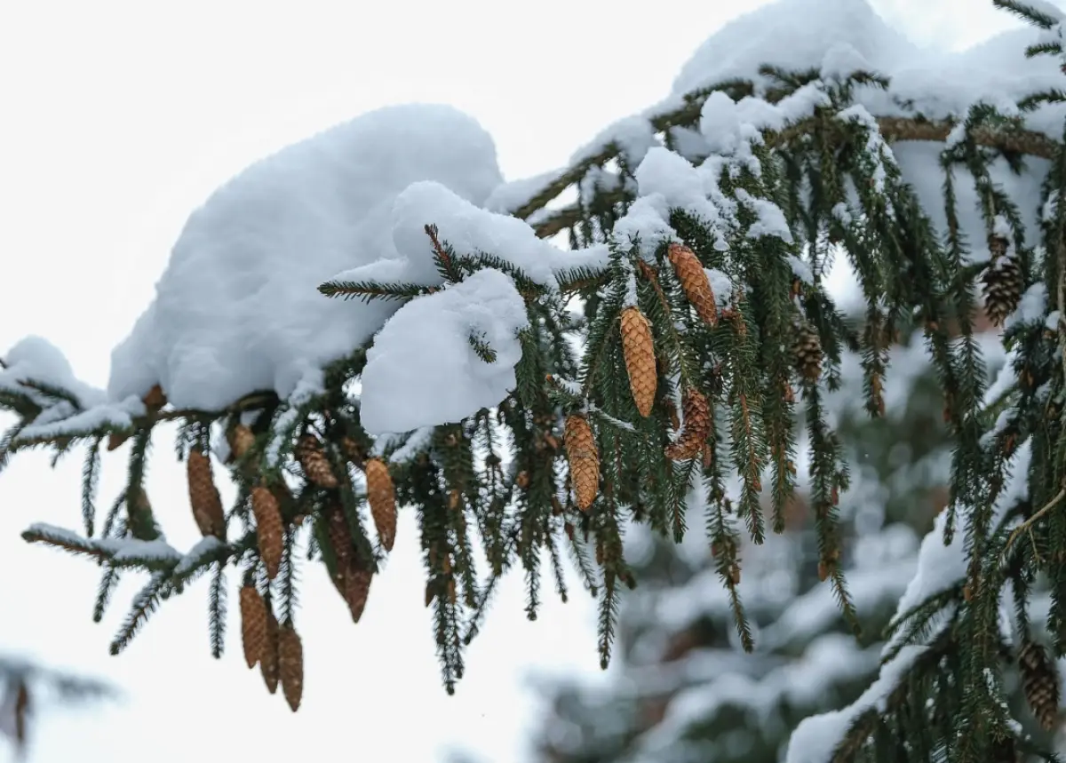 В Новгородском лесничестве вручную собрали идеальные еловые шишки
