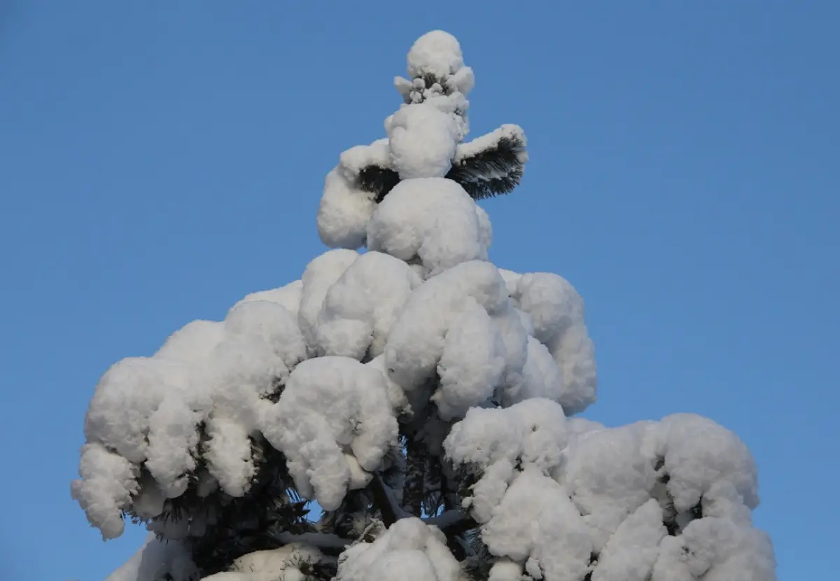 В Новгородской области ожидается сильная метель