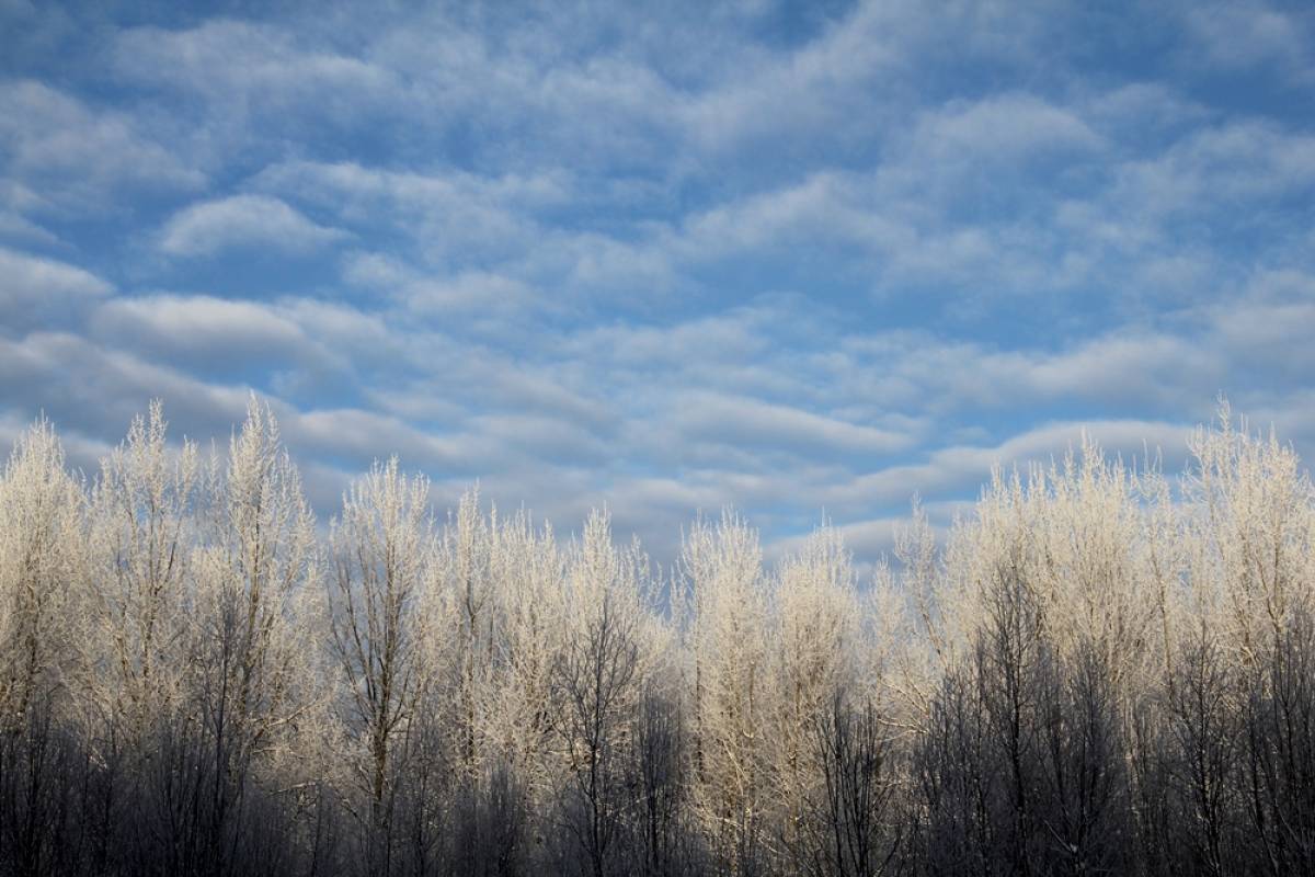 В Новгородской области грянет аномальный мороз
