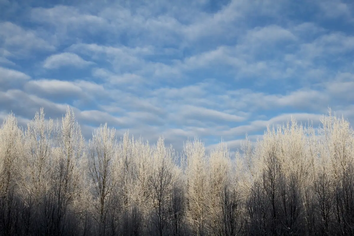 В Новгородской области грянет аномальный мороз