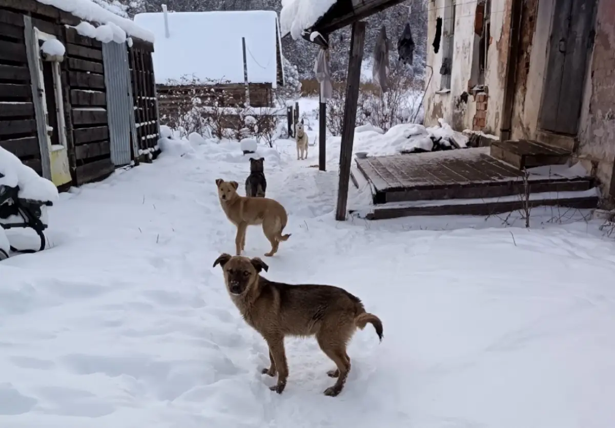 Окуловские зоозащитники рассказали, как спасают бездомных животных
