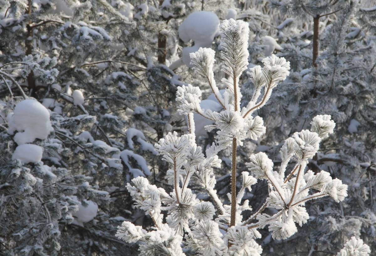 Фотографии Ольги Лавровой