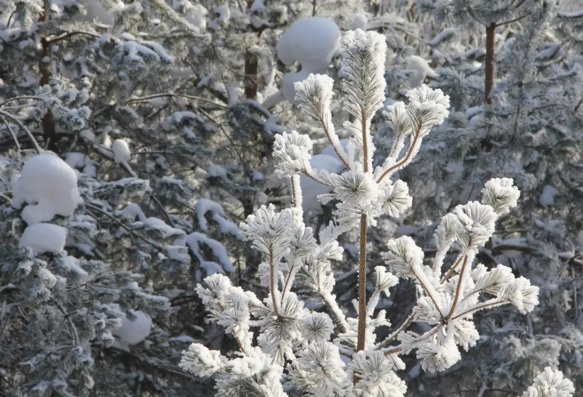 В Новгородской области ожидаются сильные метели