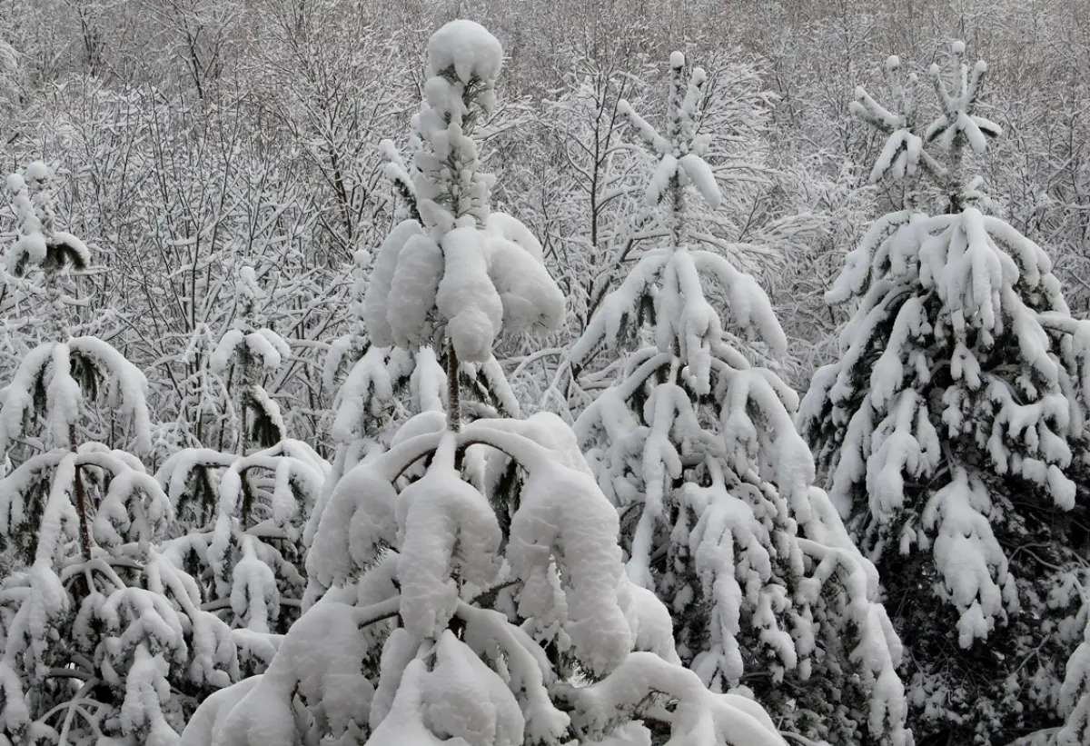 Ночью 27 февраля в Новгородской области сильно ухудшится погода