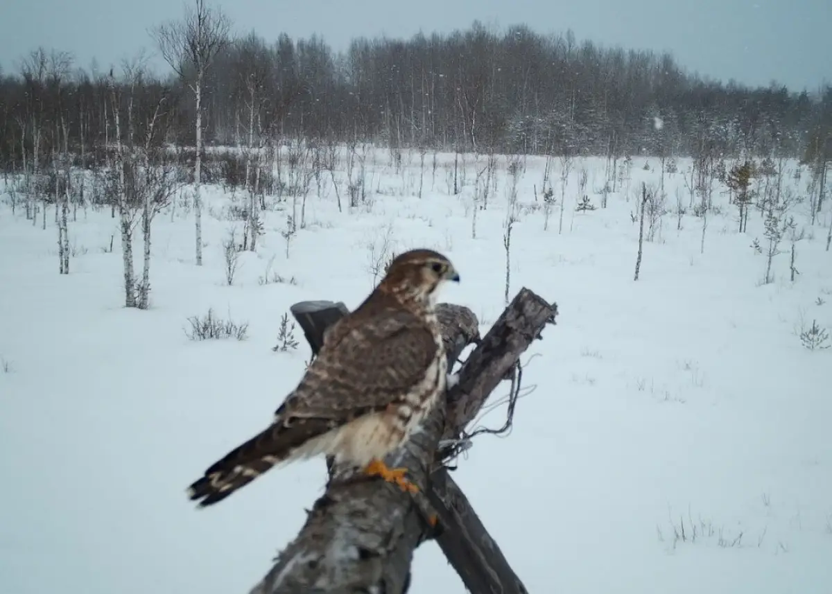 Маленький сокол дербник удивил сотрудников Рдейского заповедника