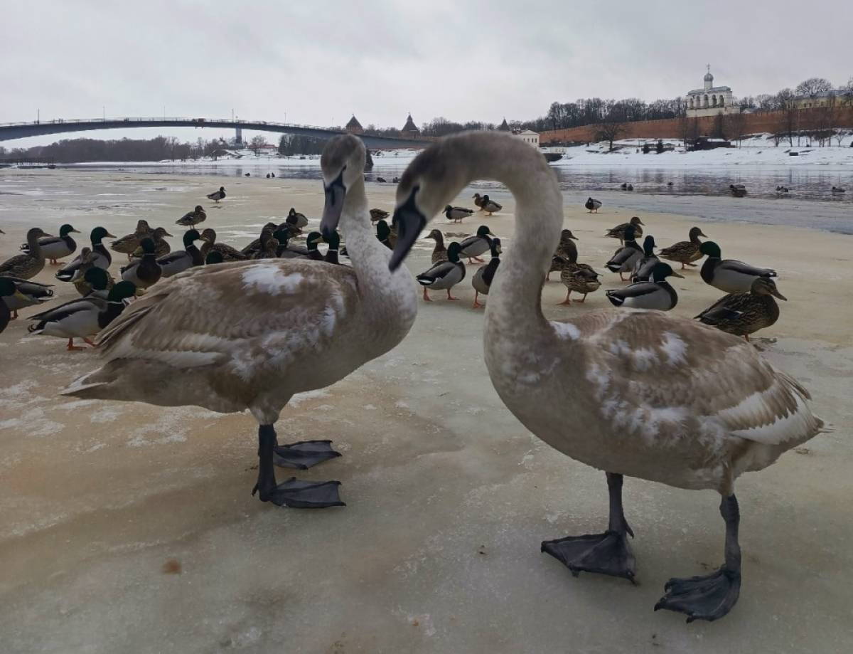 Дмитрий Графов успокоил новгородцев по поводу травмированного лебедя