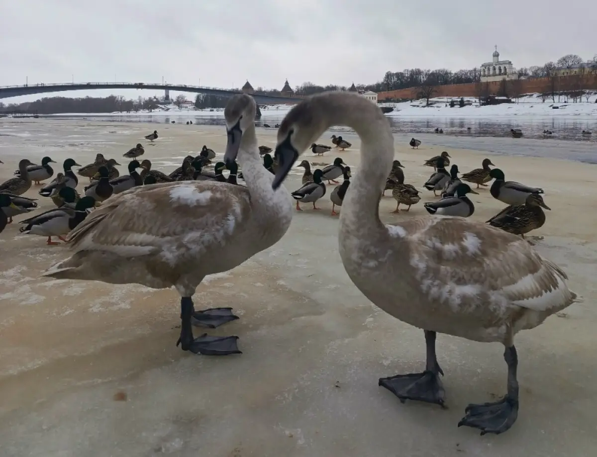 Дмитрий Графов успокоил новгородцев по поводу травмированного лебедя