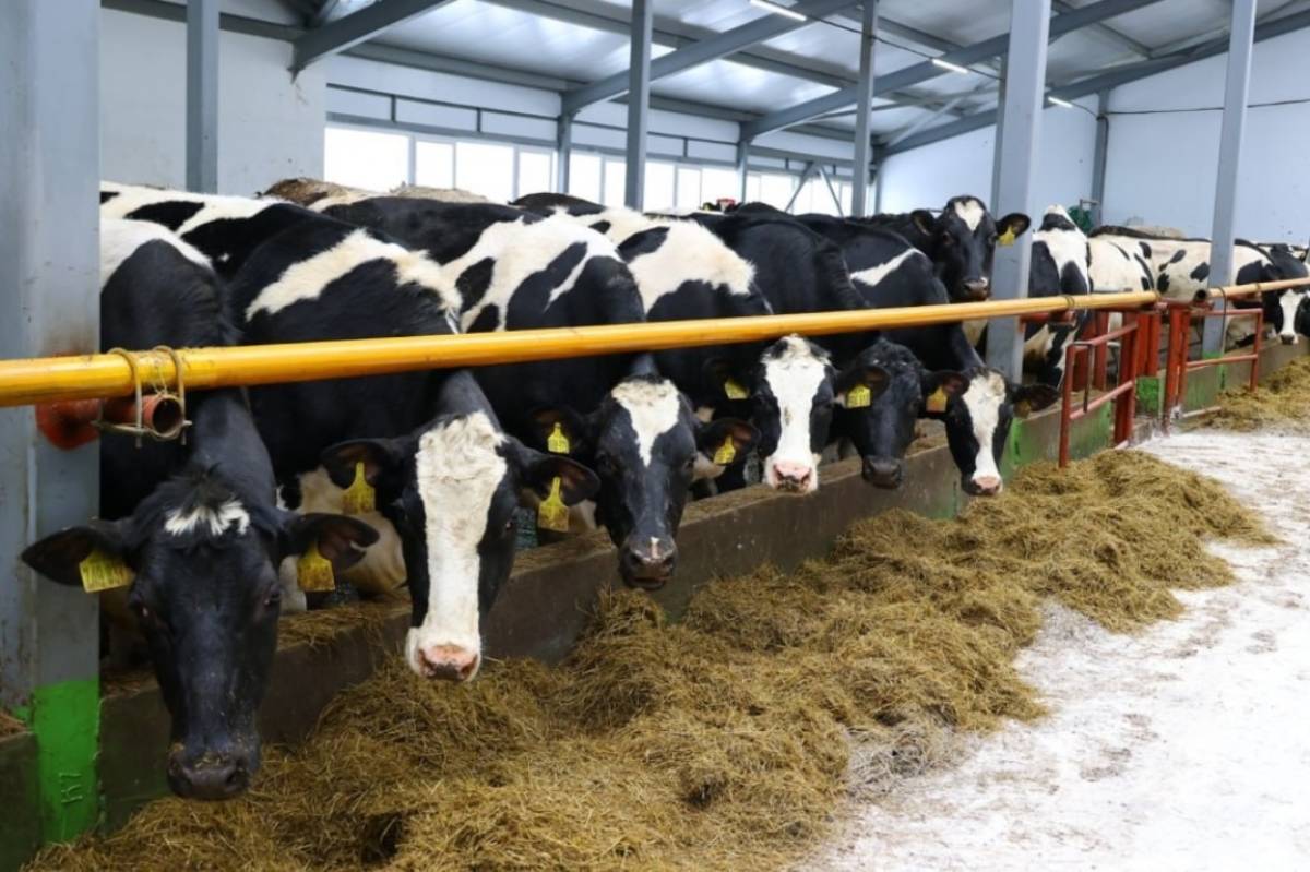 Корова Ряба стала лидером по надоям в Новгородской области