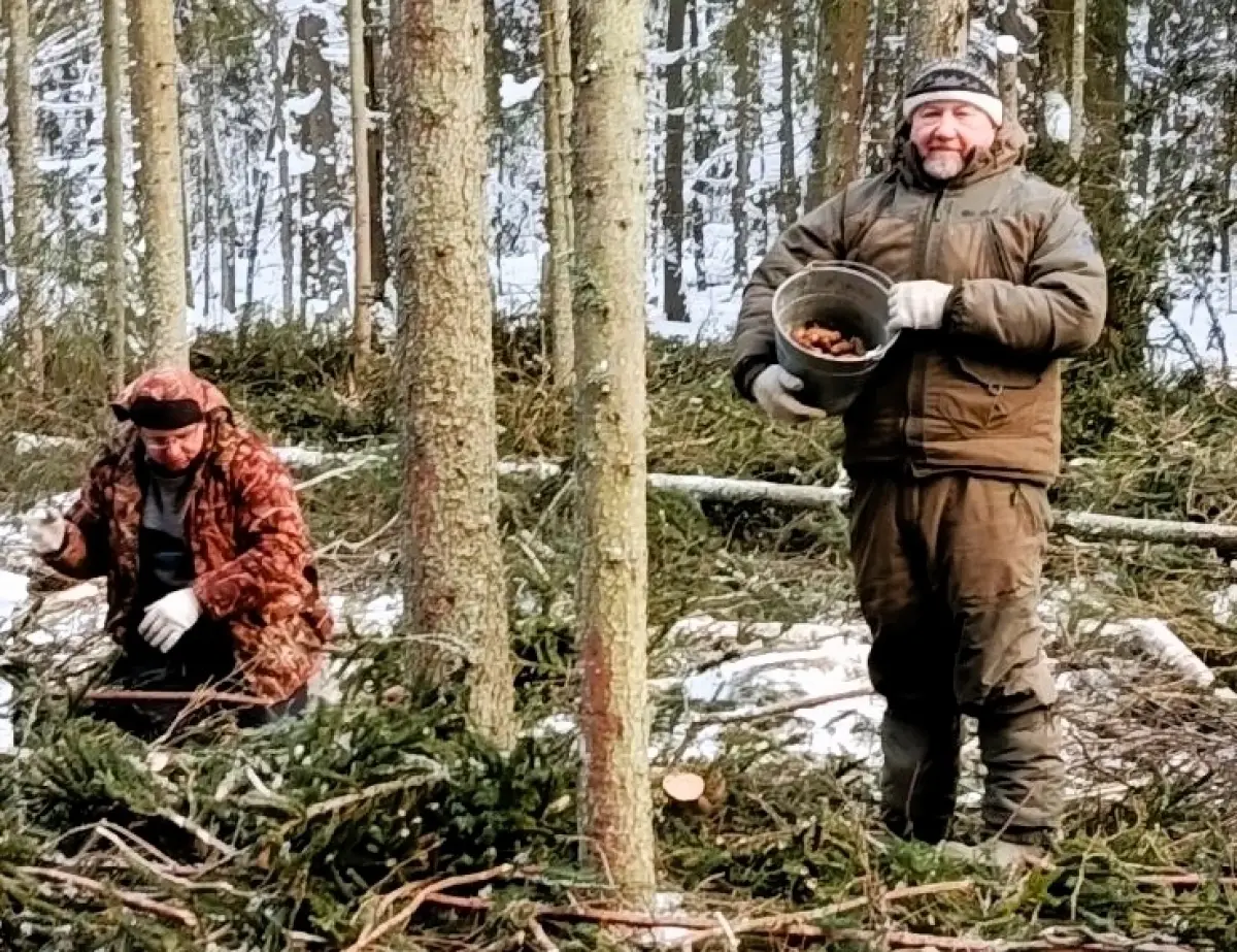 В Чудовском округе собрали урожай еловых и сосновых шишек