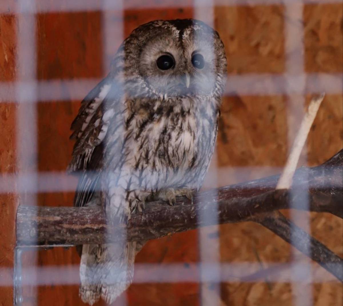 Фотографии Новгородского музея-заповедника