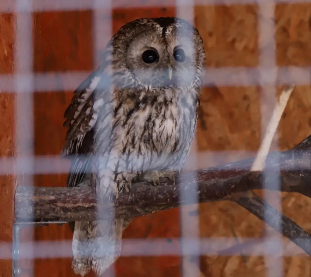 Серые неясыти из округов Новгородчины после лечения живут на Соколином дворе