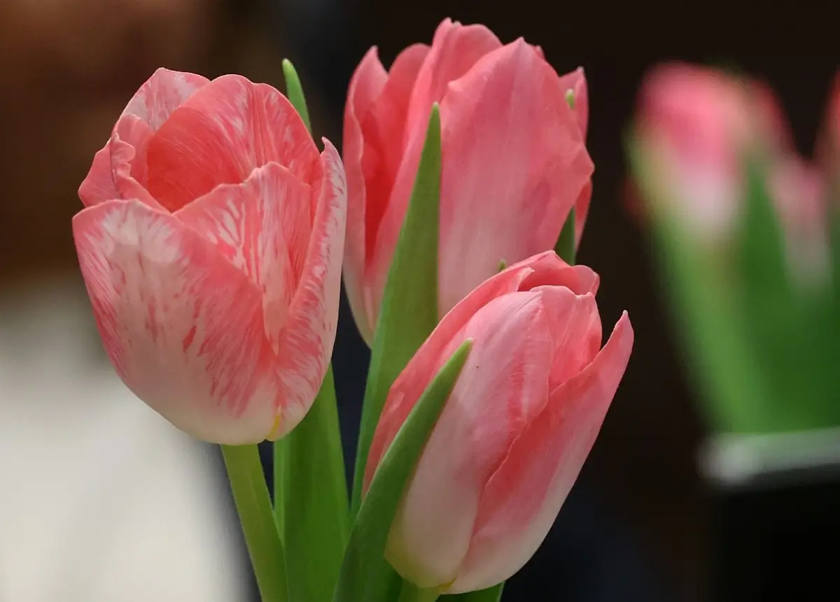 Александр Дронов поздравил жительниц Новгородчины с 8 марта