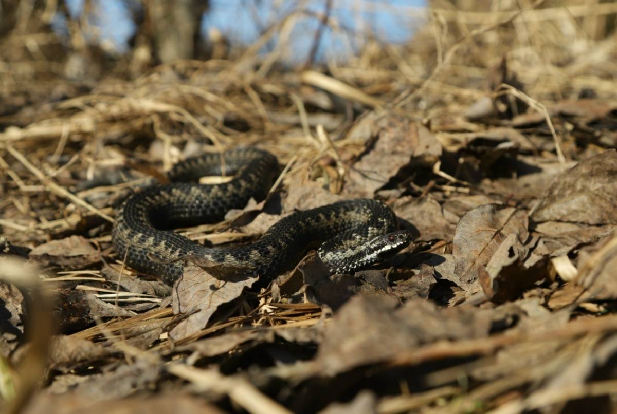 В новгородских лесах проснулись змеи
