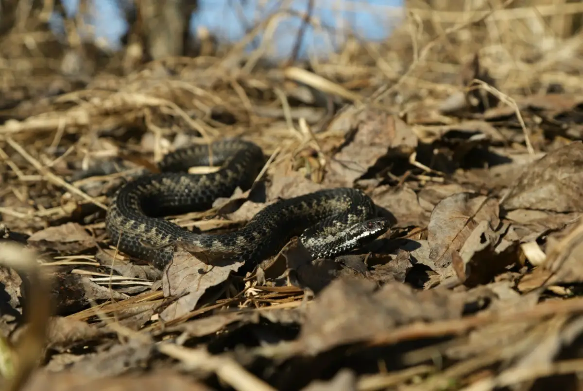 В новгородских лесах проснулись змеи