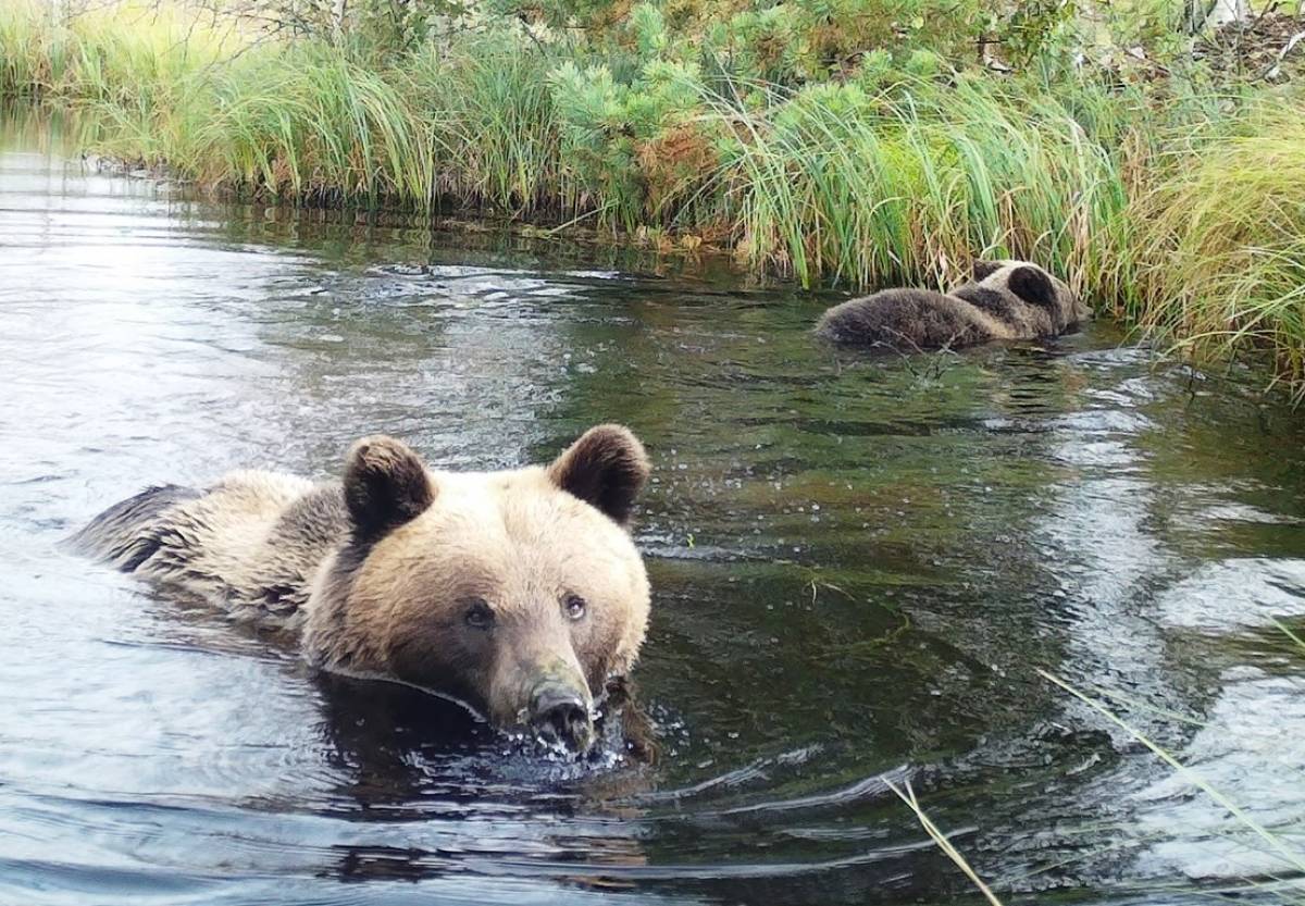 Фотоловушка Рдейского заповедника сохранила кадры купания медвежьей семьи