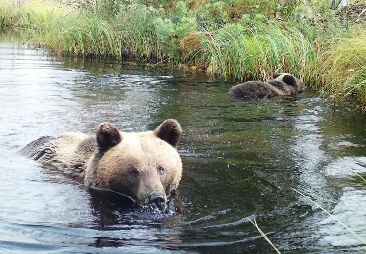 Фотоловушка Рдейского заповедника сохранила кадры купания медвежьей семьи