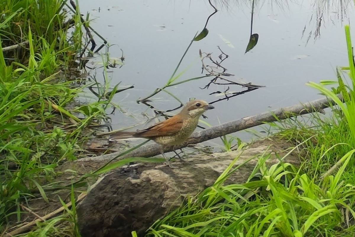 В Рдейском заповеднике удалось запечатлеть изящную охоту жулана на бабочек