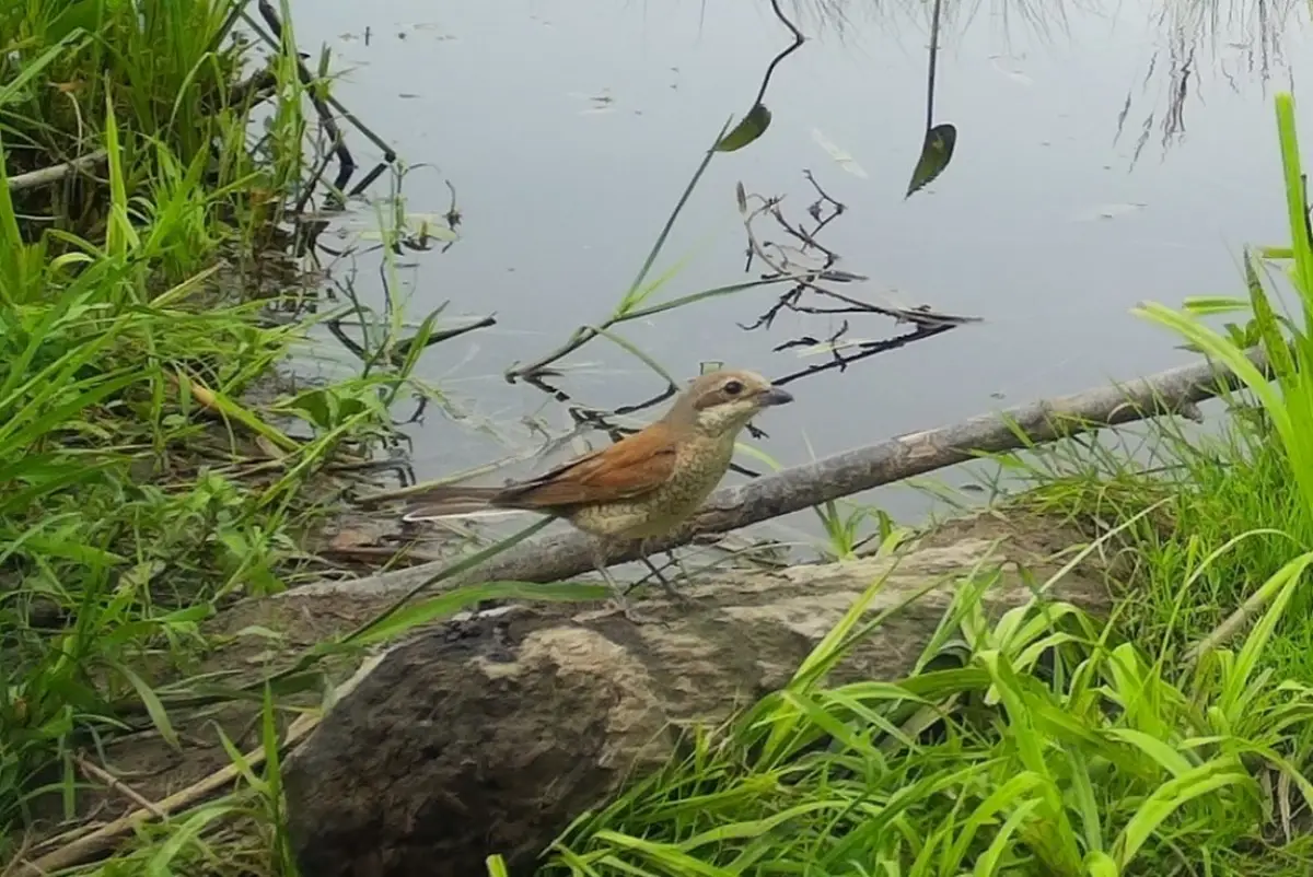 В Рдейском заповеднике удалось запечатлеть изящную охоту жулана на бабочек