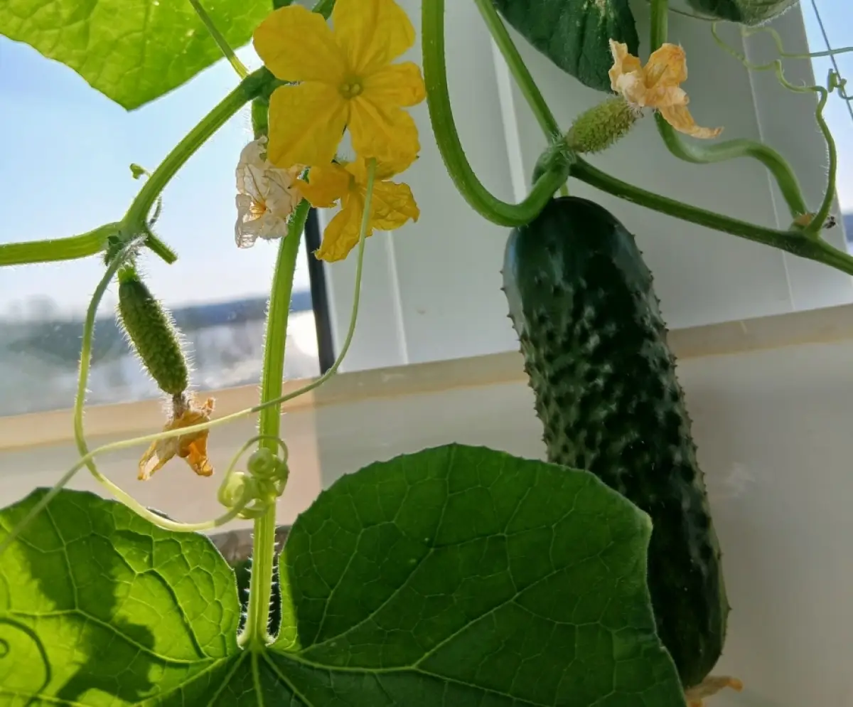 Праздник первого огурца пришёл в школу деревни Ореховно