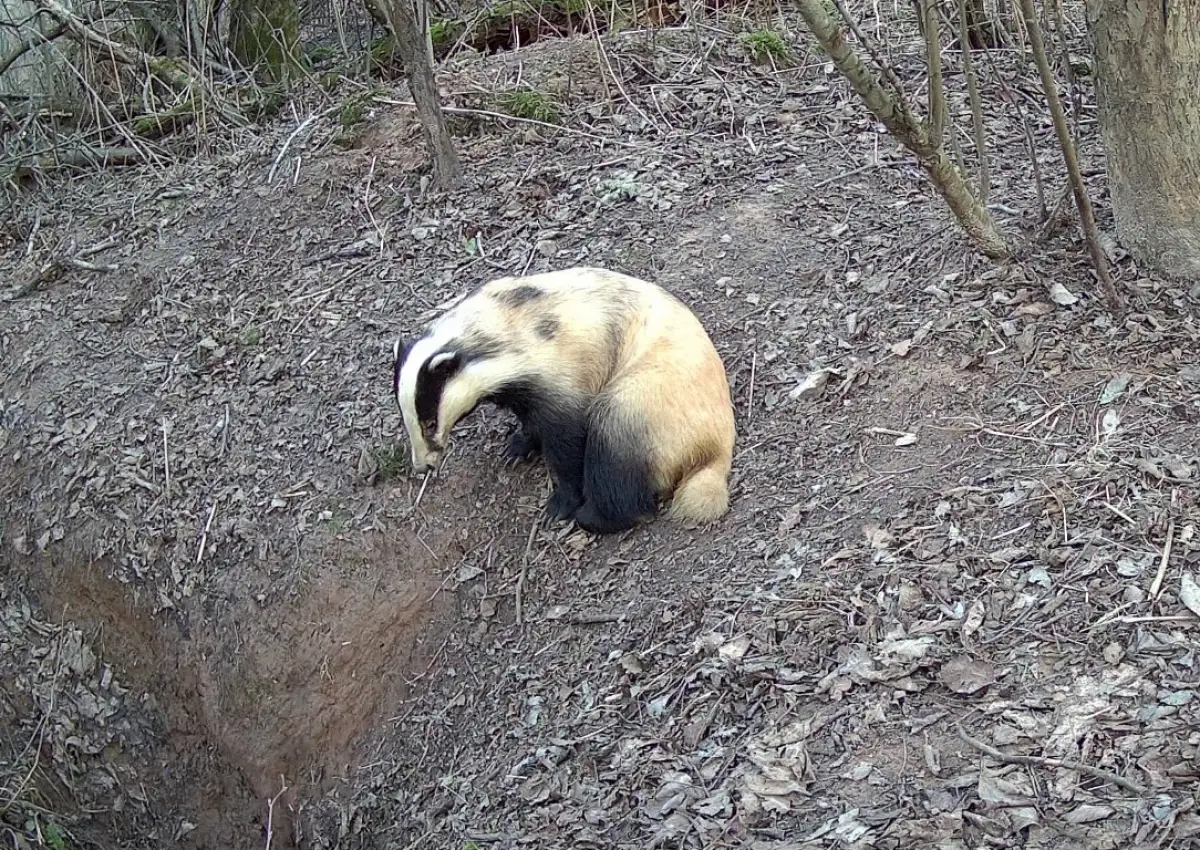 Новгородские барсуки тоже выходят на субботники