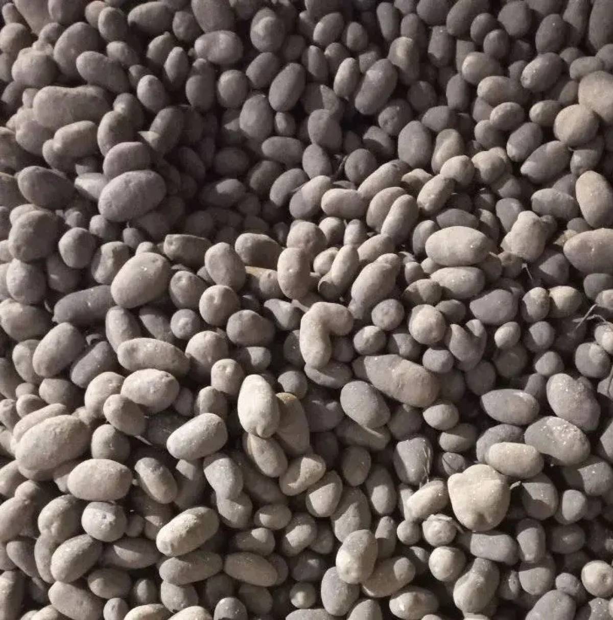 Рекомендованные для Новгородчины сорта картофеля назвали в Россельхознадзоре