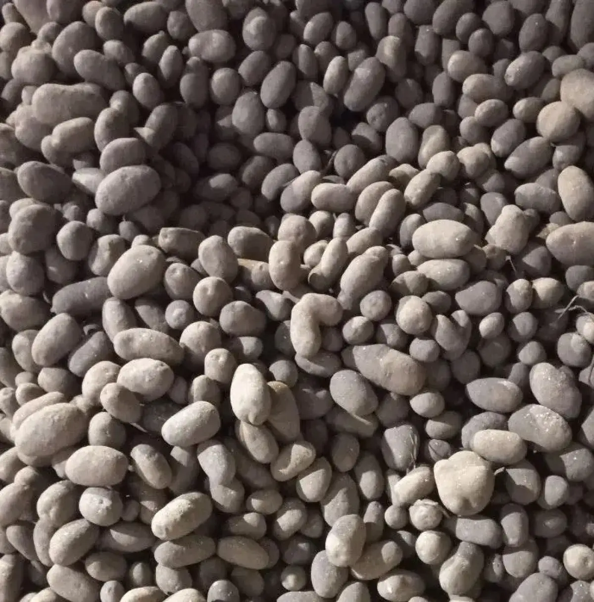 Рекомендованные для Новгородчины сорта картофеля назвали в Россельхознадзоре