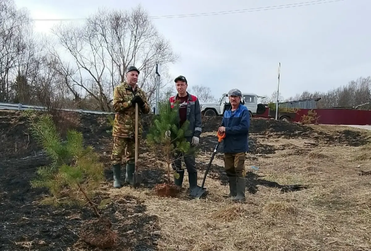 В знаменитом селе Белебёлка посадили сосновые аллеи