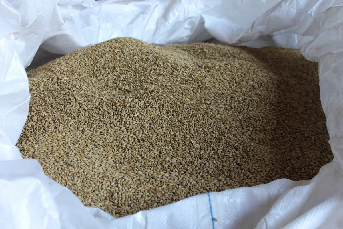 Денис Павлюк проведёт в Новгородском округе яровой сев «Надёжного» ячменя